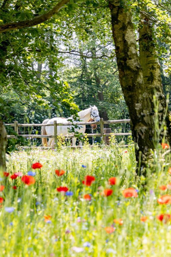 Equilodge 'T Blommeke - Reconnect With Nature Brugge Kültér fotó
